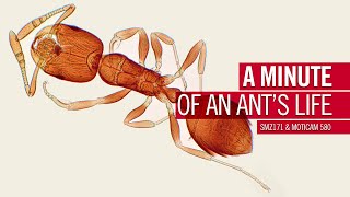 A minute of an ants life  by Motic Europe [upl. by Lymn]