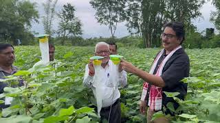 Pheromone Trap A Real Field CCTV Camera to Monitor Pink Bollworm [upl. by Kcam]