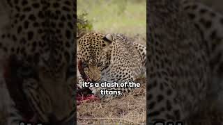 Wild boar 🐗 vs Leopard 🐆 A Jungle Showdown 🐆🐗🐾🐗🐆🐗🐾🐗🐗🐾🐾🐆trendingsubscribe viral [upl. by Leissam738]