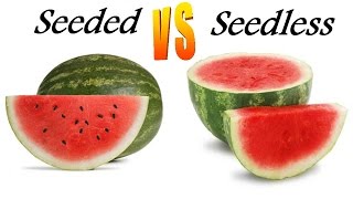 Day 27 Seeded vs Seedless Fruit  Watermelon amp Grapes [upl. by Heigl]