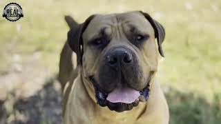 Real Boerboels  Meet Real Spike – A stunning Boerboel [upl. by Galen]