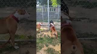 American Bully Shows Aggression To Rottweiler [upl. by Kowtko611]