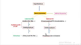 Cours dEndocrinologie vidéo 2  Axe Hypothalamo hypophysaire [upl. by Tisman302]