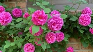 Zephirine Drouhin rose bush [upl. by Nwahsak]