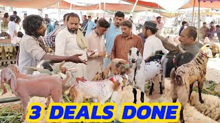 3 Deals Done🕺 Badiana Mandi Sialkot😎Qurbani 2024😊 [upl. by Bucher]