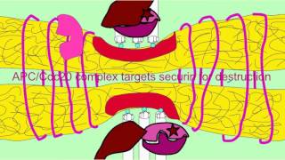 ANAPHASE PROMOTING COMPLEX SEPARASE COHESINS [upl. by Haroppizt]