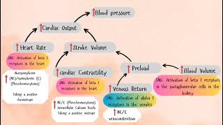 Blood pressure determinants [upl. by Yruama454]