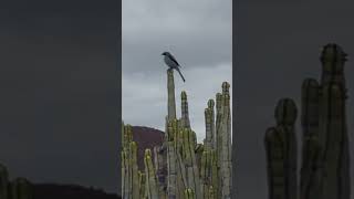 A fine Great Grey Shrike posing on a Euphorbia canariensis at Malpais de la Rasca Tenerife [upl. by Akinit]