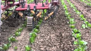 Alternative cultivators for organic vegetable production [upl. by Yras]