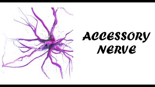 Accessory Nerve Examination  Cranial Nerve 11  Clinical Examination of Accessory Nerve [upl. by Ailaroc488]