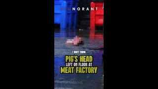 Pigs head on floor at abattoir [upl. by Yarled552]