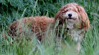 Small dog barking loud sounds  Labradoodle [upl. by Lednyk]