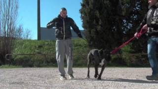 NOUVEAU CHIEN AGRESSIF  STAGE CANIN PRO CHIEN AGRESSIF [upl. by Liris]