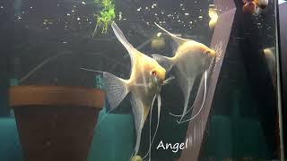 Albino Dantum Angelfish Breeding Pair 2350 [upl. by Hafital554]