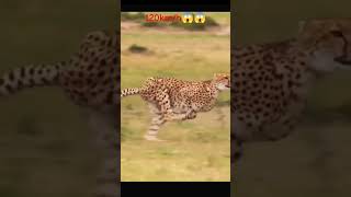 Top speed Cheetah 120km 🐆 cheetah top speed 120 shortvideo [upl. by Neyud]