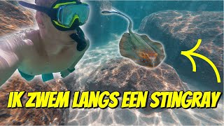 IK ZWEM LANGS EEN STINGRAY TIJDENS HET SNORKELEN IN AUSTRALIË 265 [upl. by Teresina649]