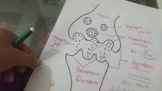 Easy way to learn Steps of Neurohumoral transmission bpharmacy dpharmacy onlineclasses gpat [upl. by Namar]