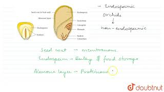 STRUCTURE OF A MONOCOTYLEDONOUS SEED [upl. by Aikemit]