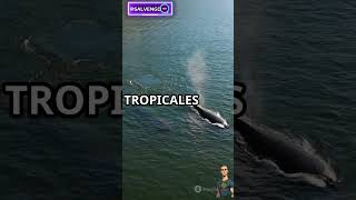 ¡Ballenas Viajeras facebook instagram whatsappstatus whatsapp animals wildlife fun [upl. by Va]