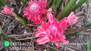 Heliconia plants flowers cultivation kanyakumaritamilnadu South India [upl. by Dlarrej819]