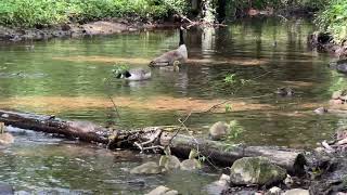 Six Canadian Goslings eventually leap over a log in the Dowlais Brook in Cwmbran [upl. by Yddor]