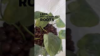 Philodendron Heartleaf🌱❤️Potting in LECA shorts philodendron plants plantcare subscribe [upl. by Joell854]