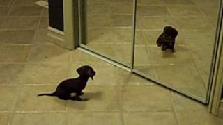 Mini Dachshund Puppy Vs Mirror [upl. by Moselle]