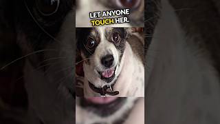 What This Dog Did To His Owner Will Shock You😱 [upl. by Huxley]