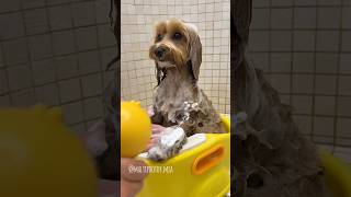 Valuta il mio bagnetto da 1 a 5 🛀🐥 dogbath maltipoo bathtime [upl. by Rj399]