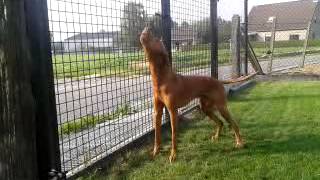 Vizsla howling for some ice cream [upl. by Susanne]