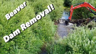 Beaver Dam Removal With Excavator [upl. by Danziger]