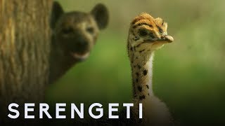 Ostrich Vs Zalika the Hyena  Serengeti Story Told by John Boyega  BBC Earth [upl. by Shaver]