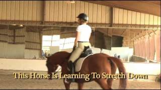 Parelli Natural Horse Training Tip  Pat Parelli shows how to lead a horse [upl. by Therron]