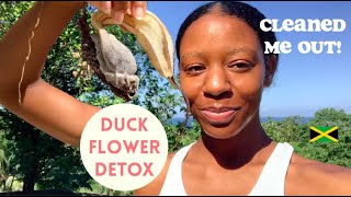 I took the most POWERFUL Colon Stomach Cleanse in Jamaica  Duck Flower Detox [upl. by Weil566]