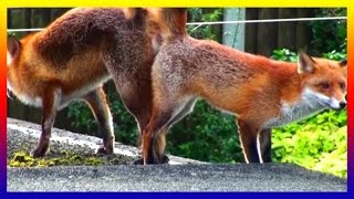 Two Foxes Mating In The Garden Sucking Red Fox Cubs [upl. by Yssep764]