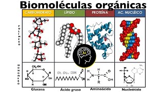 BIOLOGÍA  Lípidos y proteínas ZOOM [upl. by Nerag356]