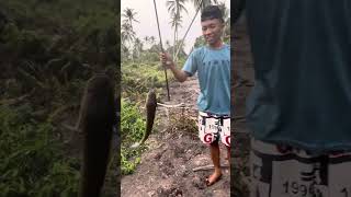 Halooo sedare mancing viralvideo ikan tajur [upl. by Codi]