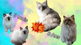 Sacré de birmanie  Chatons 3 mois vs Chats 8 ans  intégration  Comment sy prendre [upl. by Darreg]