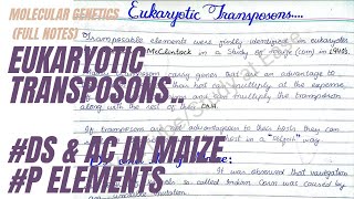 Eukaryotic Transposons  Ds and Ac in Maize  P Elements in Drosophila  full concept in UrduHindi [upl. by Isyed]