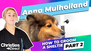 Anna Mulholland  How to Groom a Sheltie  Part 2  Brushing deshedding and trimming [upl. by Lucas]