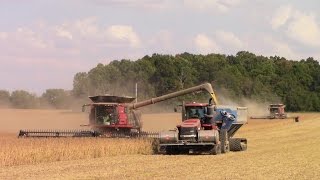 Two Case IH 9240 Combines Harvesting Soybeans [upl. by Atteinotna]