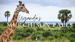 Murchison Falls National Park one of the most visited parks in Uganda [upl. by Ivah]