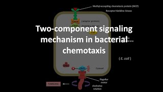 Chemotaxis in bacteria [upl. by Ardene]