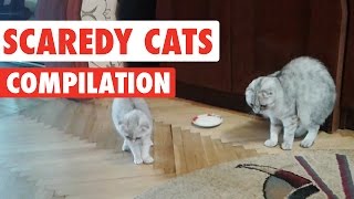 Scaredy Cats Video Compilation 2016 [upl. by Isman]