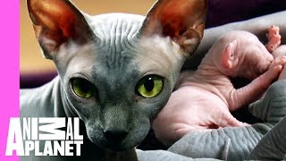 Bald amp Beautiful Sphynx Kittens  Too Cute [upl. by Hanafee]