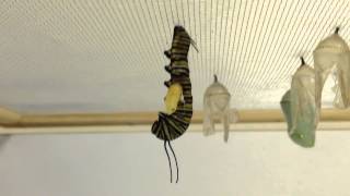 A Tachinid Fly Larva Emerges From a Monarch Caterpillar [upl. by Aivata]