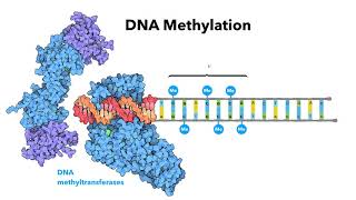 Introduction to epigenetics  LearnOmicsLogiccom [upl. by Cohn]