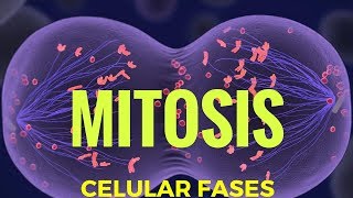 mitosis fases explicadas [upl. by Okim]