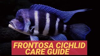 FRONTOSA CICHLID CARE GUIDE [upl. by Terina]