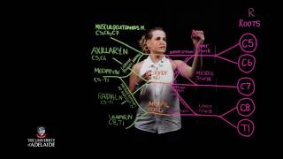 Brachial Plexus Lightboard [upl. by Lynne469]